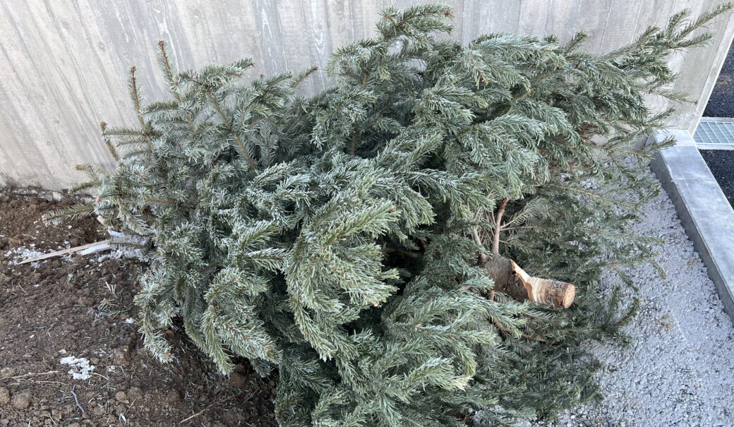 abgeschmückter Christbaum, der auf der Straße zur Abholung bereit gelegt wurde